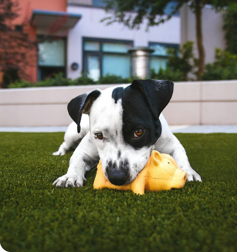 Césped artificial - Mascotas y otras dudas - Contacta con Ecotec Canarias